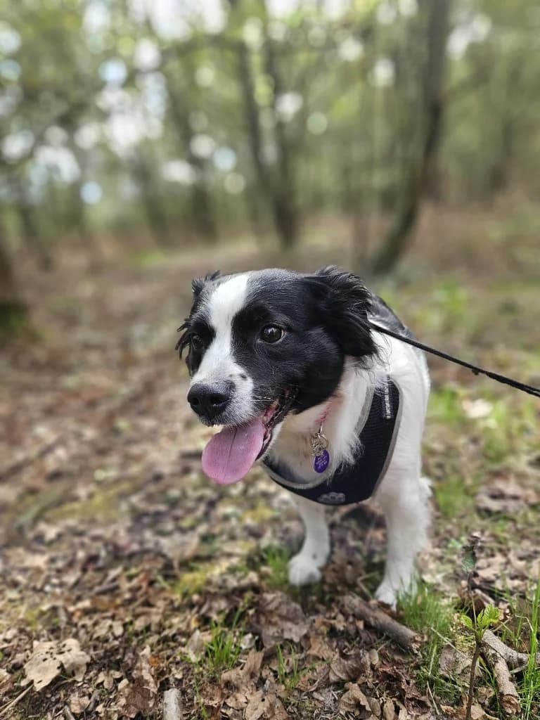 Piper, female 4yo Mixed Breed for adoption at RSPCA Burton (Hillfield Animal Home)
