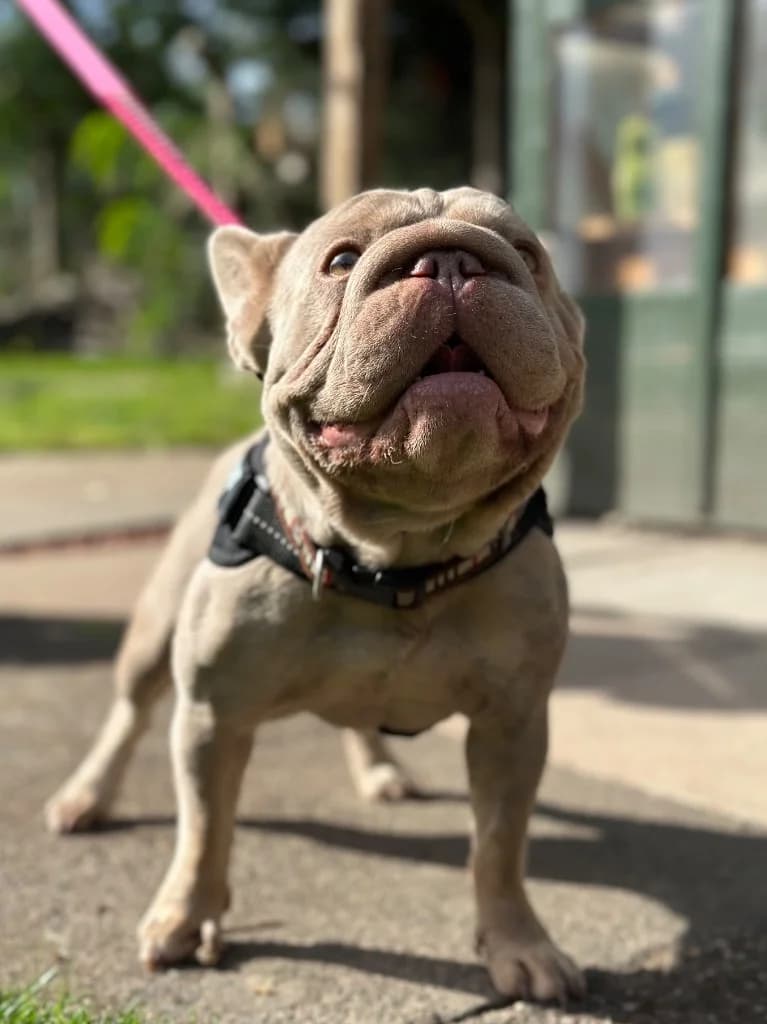 Ruby, female young English Bulldog for adoption at RSPCA Burton (Hillfield Animal Home)