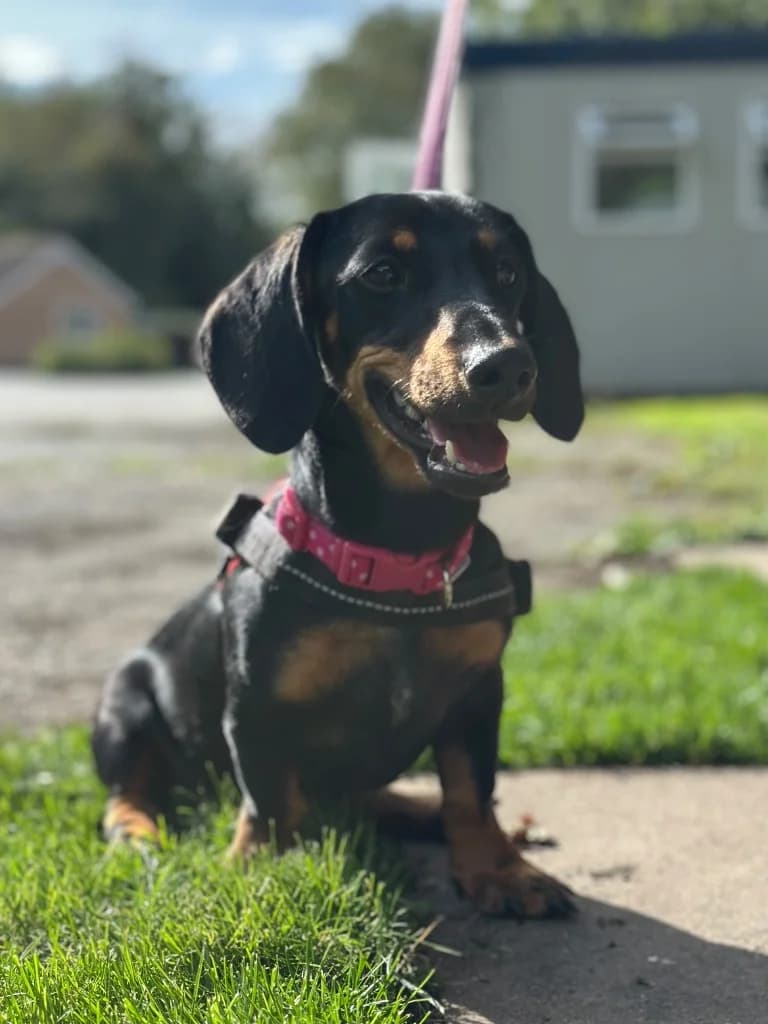 Nancy, female puppy Dachshund for adoption at RSPCA Burton (Hillfield Animal Home)