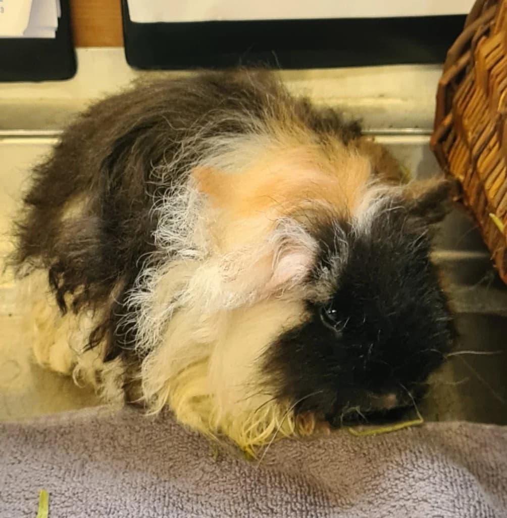 Maurice, puppy mixed breed for adoption at RSPCA Burton (Hillfield Animal Home)