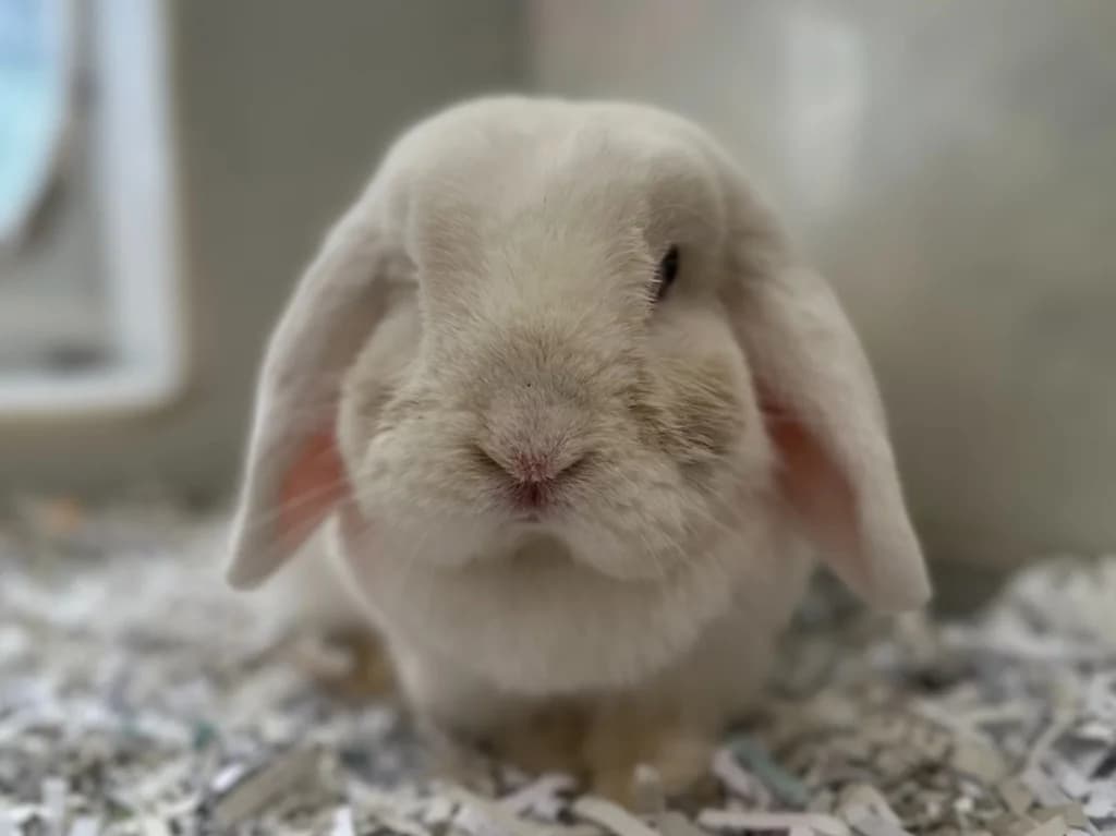 Doe, female 5yo mixed breed for adoption at RSPCA Burton (Hillfield Animal Home)