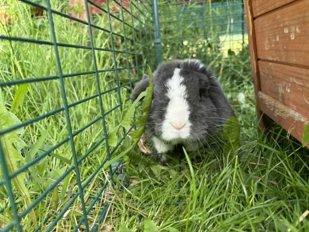 Archie, male 3yo mixed breed for adoption at RSPCA Burton (Hillfield Animal Home)
