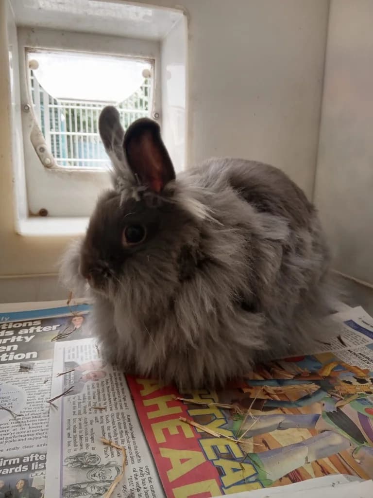 Freya, female young Mixed Breed for adoption at RSPCA Burton (Hillfield Animal Home)