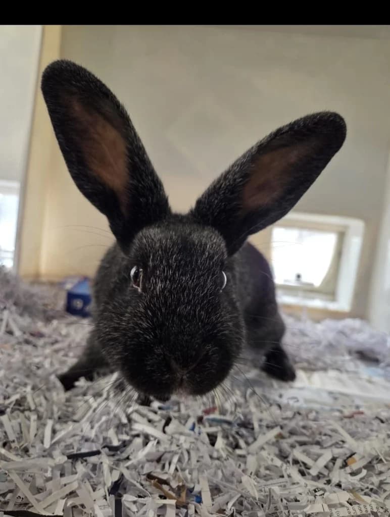Matilda, female puppy Mixed Breed for adoption at RSPCA Burton (Hillfield Animal Home)