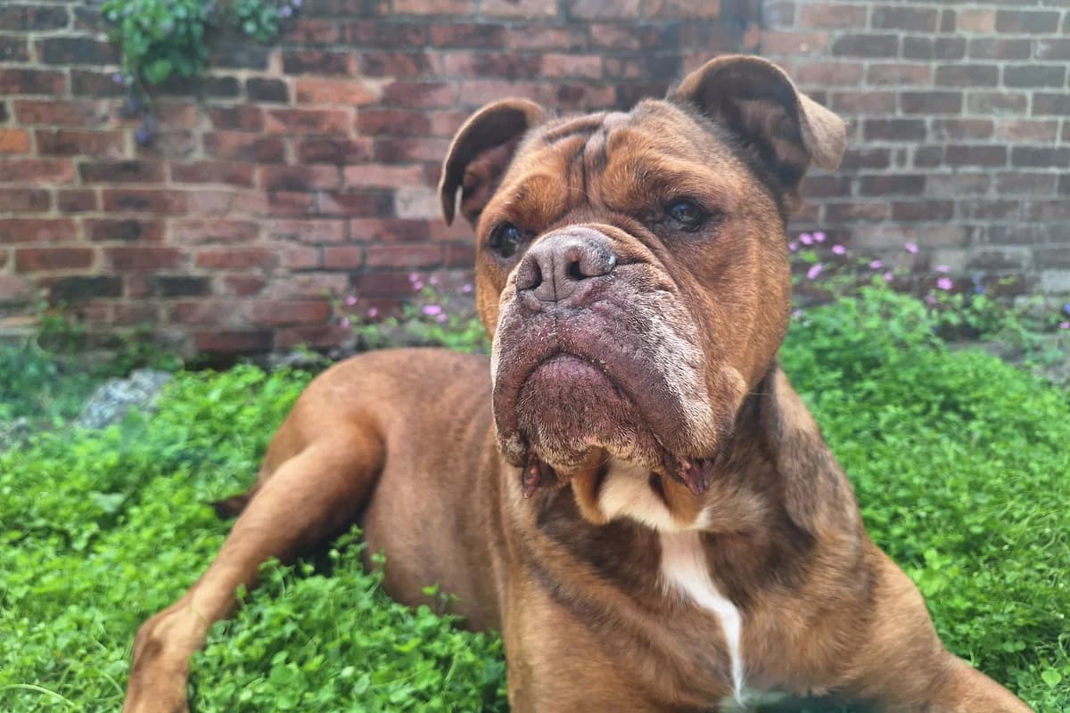 Coco, male senior mixed breed for adoption at RSPCA Chesterfield and North Derbyshire