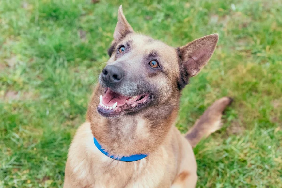 Minnie, male young German Shepherd for adoption at RSPCA Chesterfield and North Derbyshire