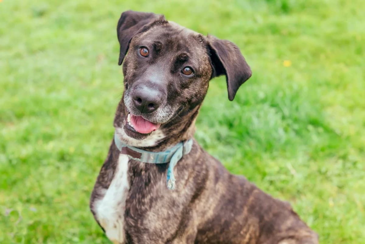 Lola, male 4yo Lurcher for adoption at RSPCA Chesterfield and North Derbyshire