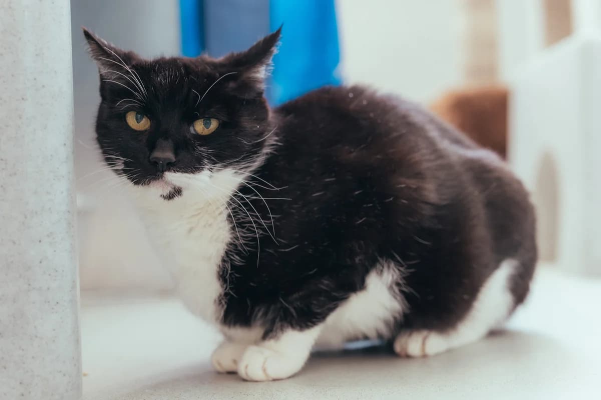Tulip, male senior Mixed Breed Cat for adoption at RSPCA Chesterfield and North Derbyshire