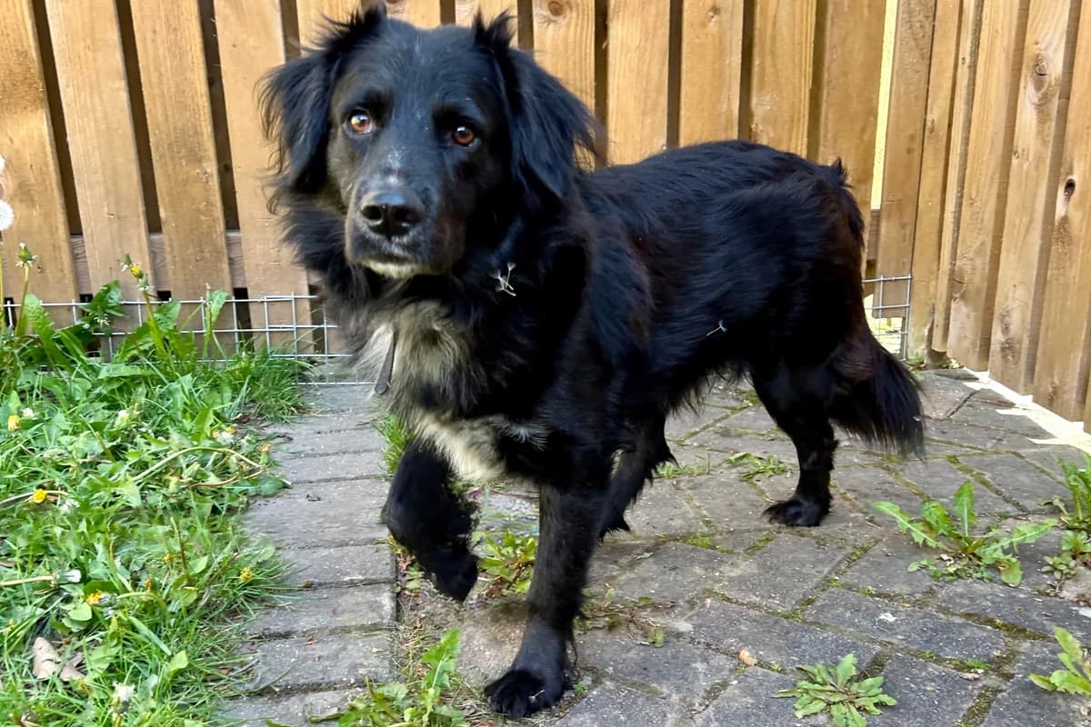 Storm, male 5yo Collie for adoption at RSPCA Chesterfield and North Derbyshire