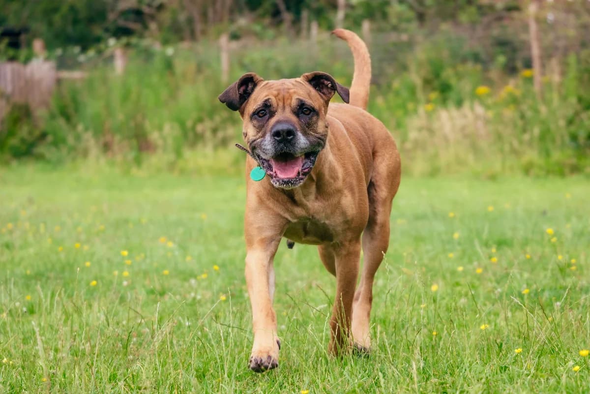 Kila, male 5yo Cane Corso for adoption at RSPCA Chesterfield and North Derbyshire