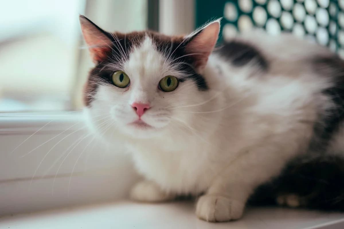 Derek, male 4yo mixed breed for adoption at RSPCA Chesterfield and North Derbyshire