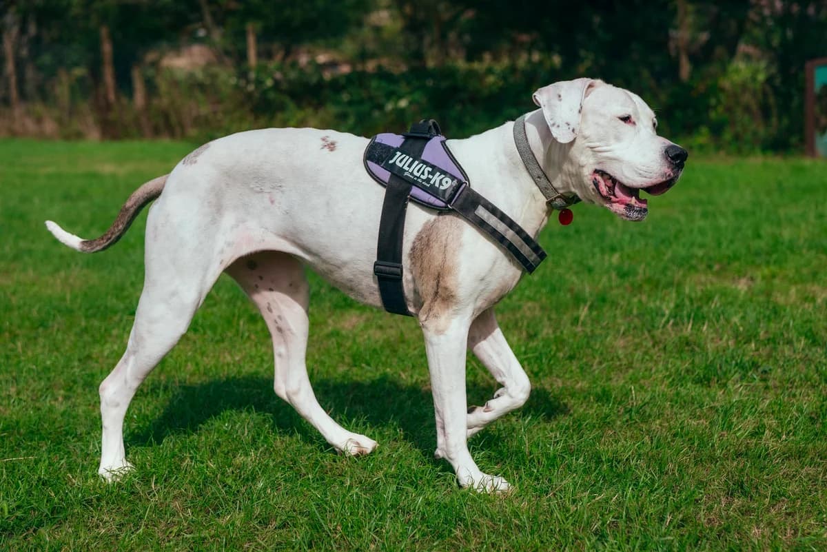 Minnie, male senior Great Dane for adoption at RSPCA Chesterfield and North Derbyshire