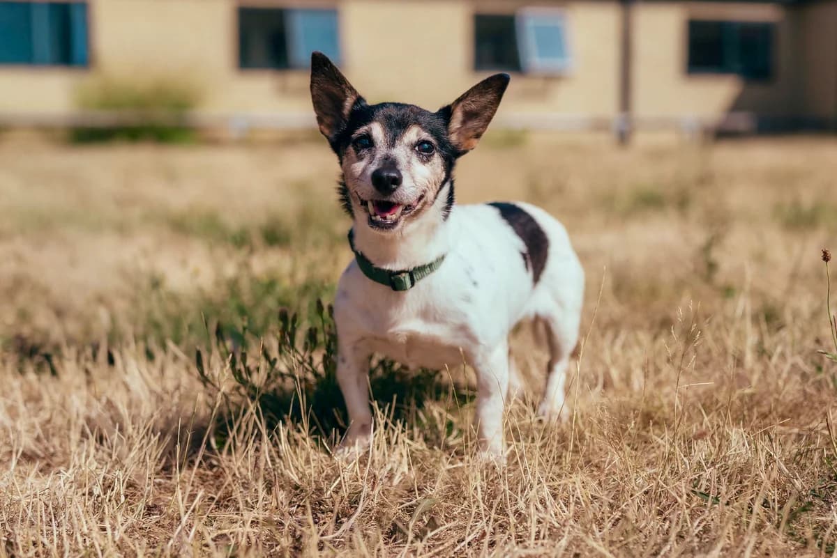Trixie, male senior Jack Russell Terrier for adoption at RSPCA Chesterfield and North Derbyshire
