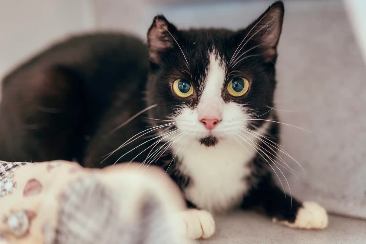 Mila, male 3yo Mixed Breed Cat for adoption at RSPCA Chesterfield and North Derbyshire
