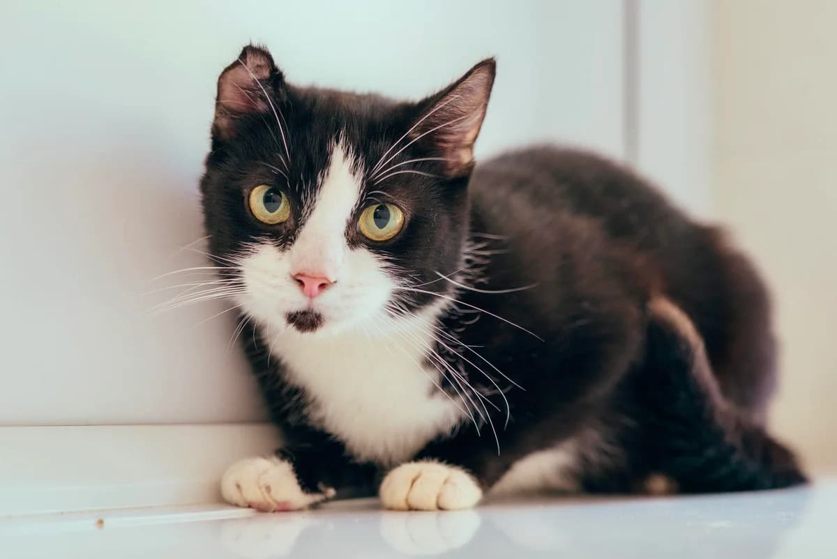 Mila, male 3yo Mixed Breed Cat for adoption at RSPCA Chesterfield and North Derbyshire