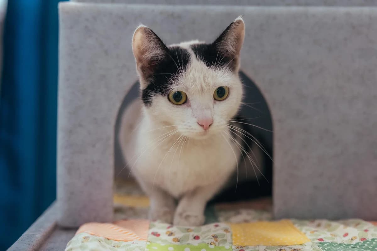 Birdie, male young Mixed Breed Cat for adoption at RSPCA Chesterfield and North Derbyshire
