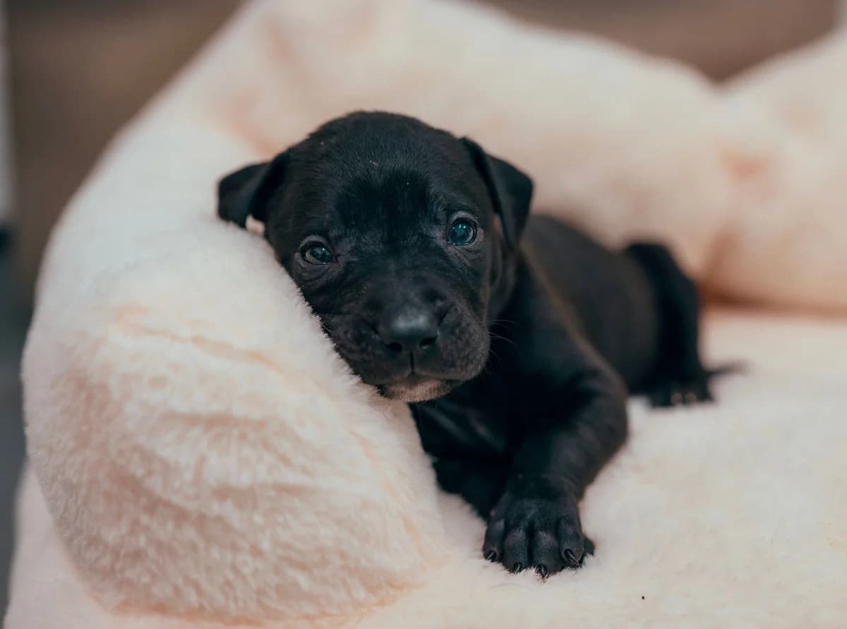 10 x puppies, male 5yo Cane Corso for adoption at RSPCA Chesterfield and North Derbyshire