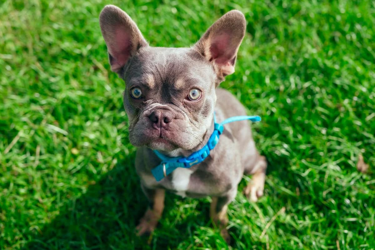 Buddy, male puppy English Bulldog for adoption at RSPCA Chesterfield and North Derbyshire