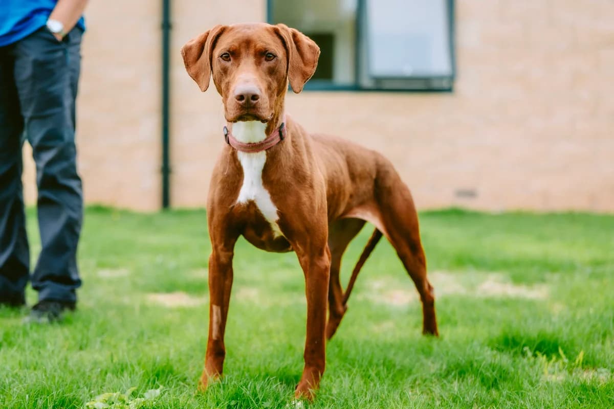 Lady, male 4yo Doberman for adoption at RSPCA Chesterfield and North Derbyshire