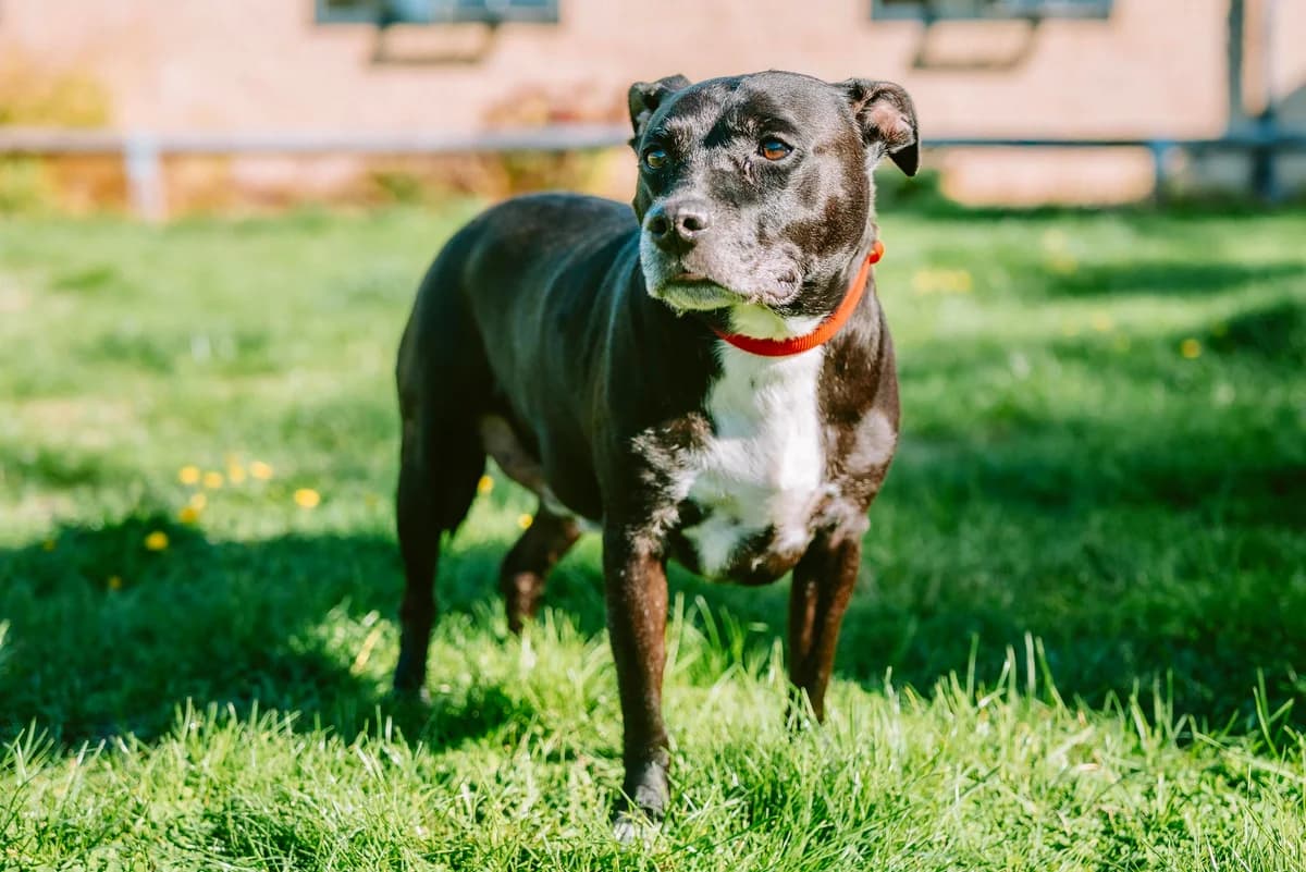 Laddie, male senior Staffordshire Bull Terrier for adoption at RSPCA Chesterfield and North Derbyshire
