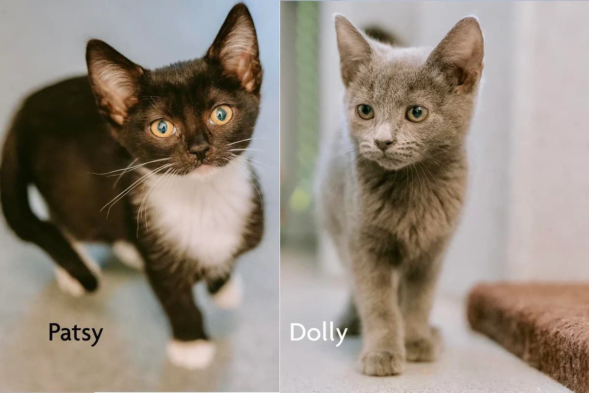 Dolly and Patsy, male Mixed Breed Cat for adoption at RSPCA Chesterfield and North Derbyshire