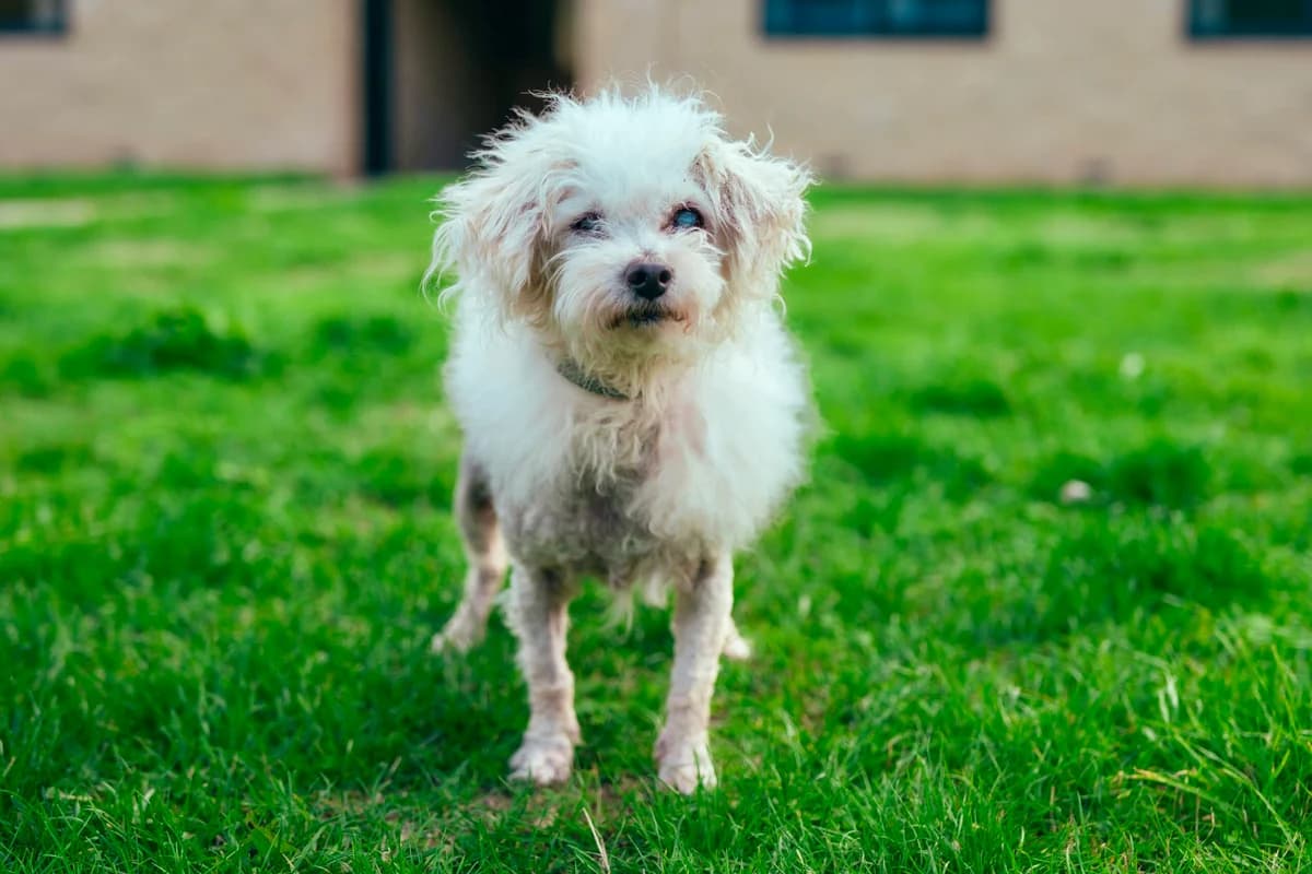 Tilly, male senior Bichon Frisé for adoption at RSPCA Chesterfield and North Derbyshire