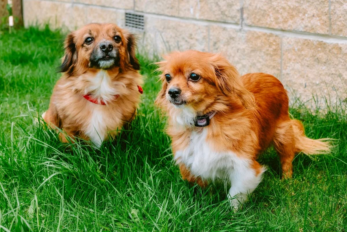 Daisy and Pippa, male senior Mixed Breed for adoption at RSPCA Chesterfield and North Derbyshire