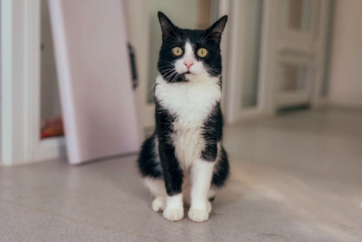 Mr Spoons, male 4yo Mixed Breed Cat for adoption at RSPCA Chesterfield and North Derbyshire