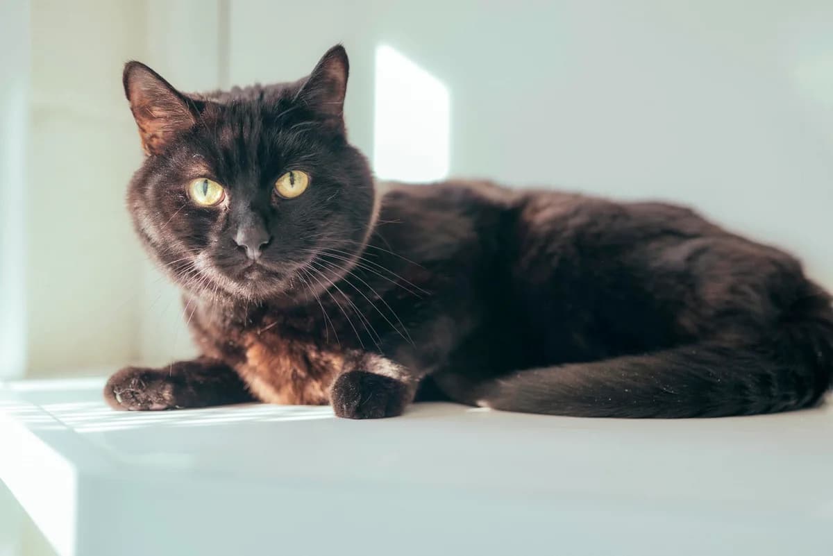 Harry, male senior Mixed Breed Cat for adoption at RSPCA Chesterfield and North Derbyshire