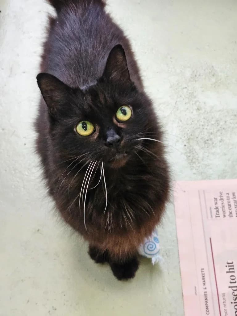 Tiffa, female 6yo mixed breed for adoption at RSPCA Cornwall Branch, Saint Columb