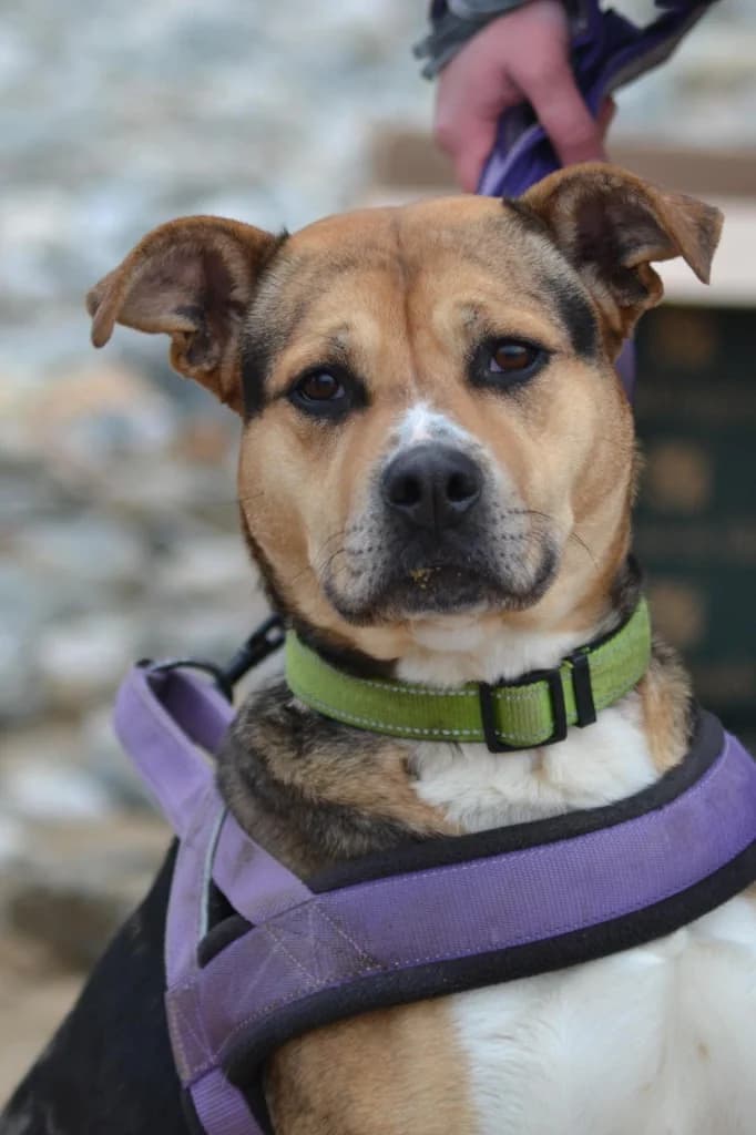 Tyger, female 5yo Mixed Breed for adoption at RSPCA Cornwall Branch, Saint Columb