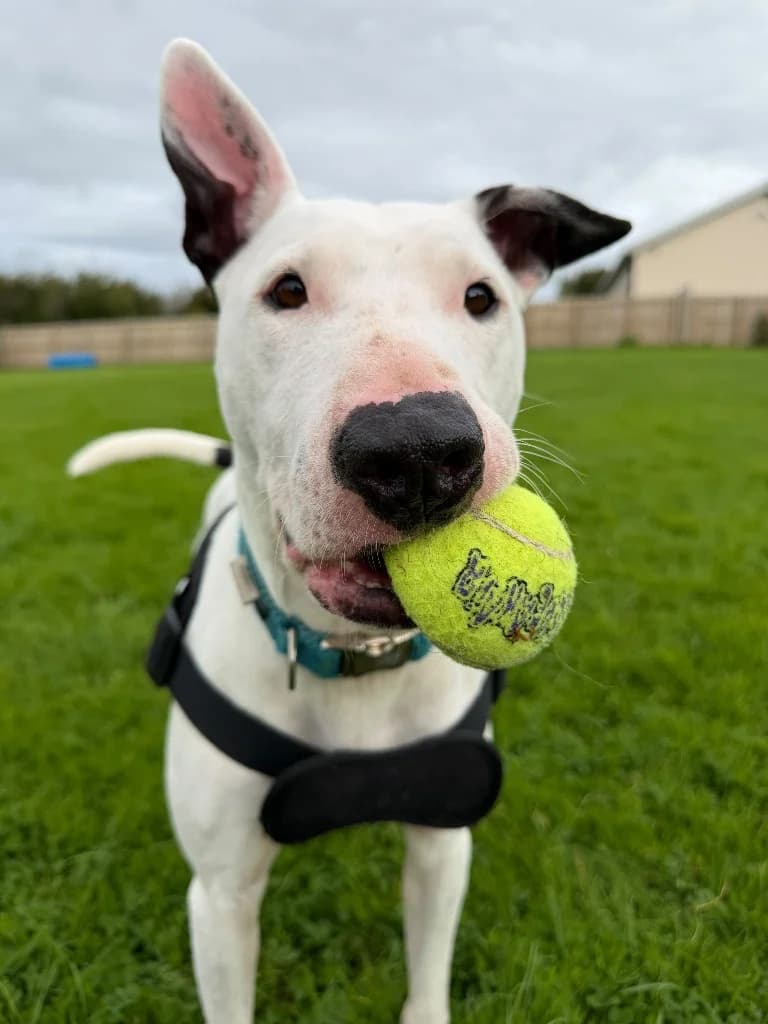 Simba, male 3yo Bull Terrier for adoption at RSPCA Cornwall Branch, Saint Columb