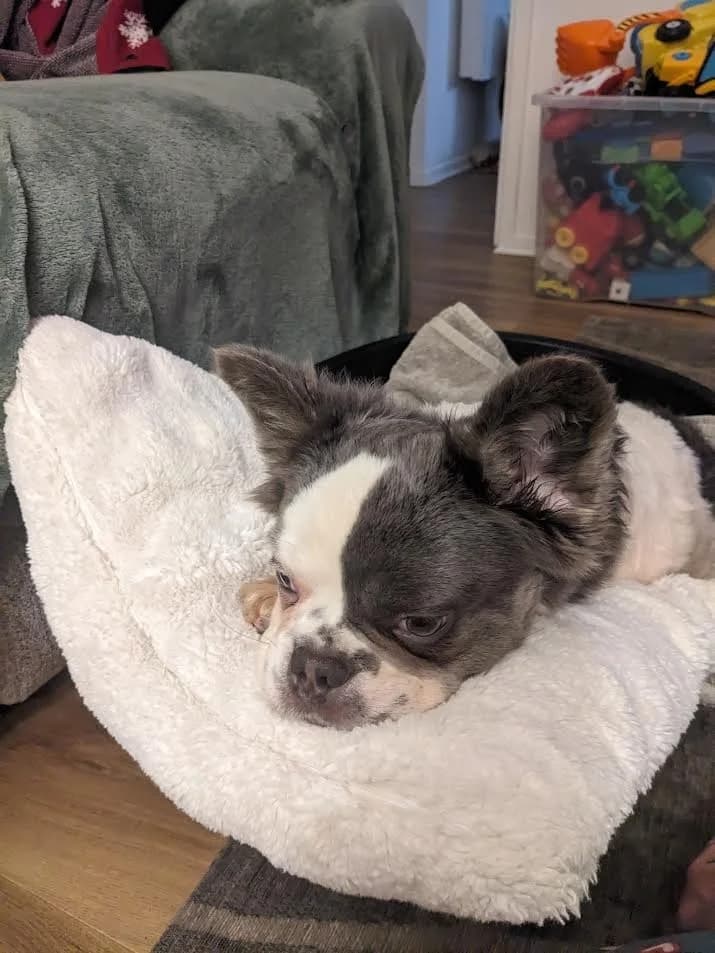 Milo, male puppy English Bulldog for adoption at RSPCA Cornwall Branch, Saint Columb
