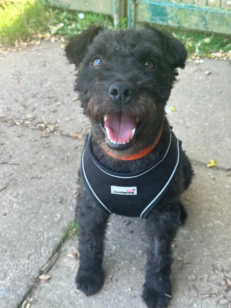 Otis, male 3yo mixed breed for adoption at RSPCA Cornwall Branch, Saint Columb