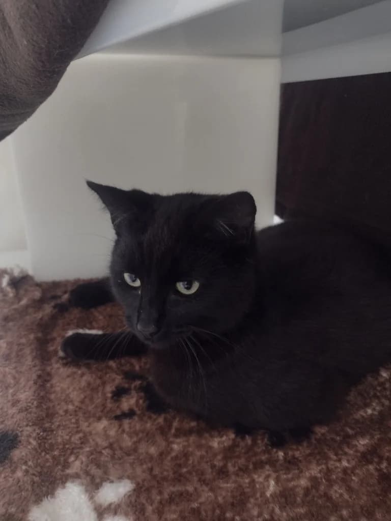 Elton, male puppy Mixed Breed Cat for adoption at RSPCA Cornwall Branch, Saint Columb