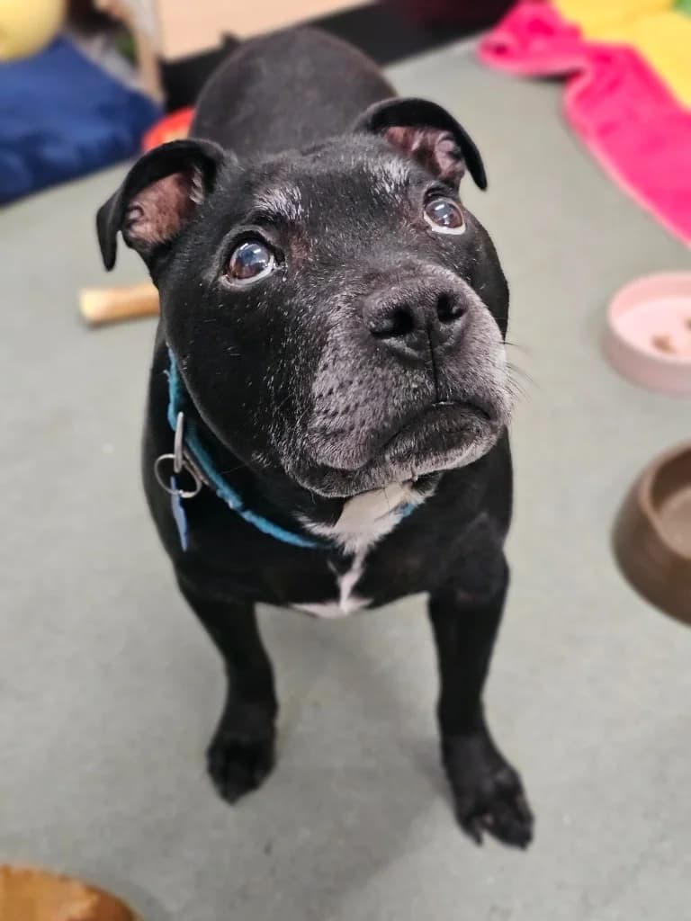 Ralphy, male senior Staffordshire Bull Terrier for adoption at RSPCA Cornwall Branch, Saint Columb
