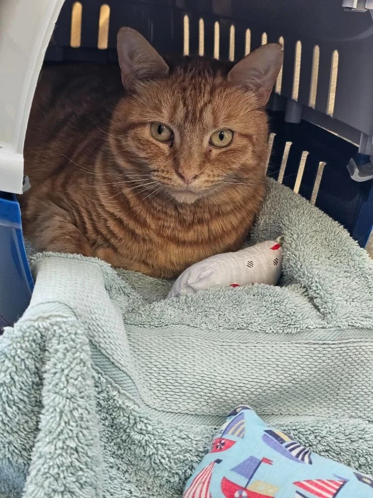 Ophelia, female 4yo Mixed Breed Cat for adoption at RSPCA Cornwall Branch, Saint Columb