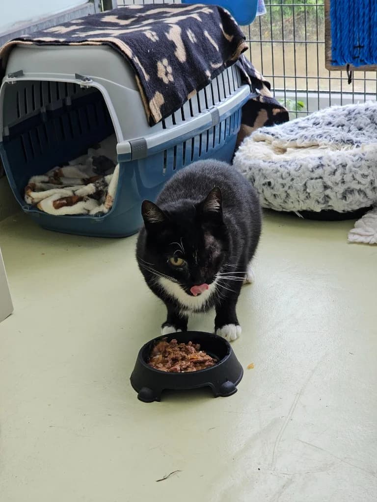 Alex, male senior Mixed Breed Cat for adoption at RSPCA Cornwall Branch, Saint Columb