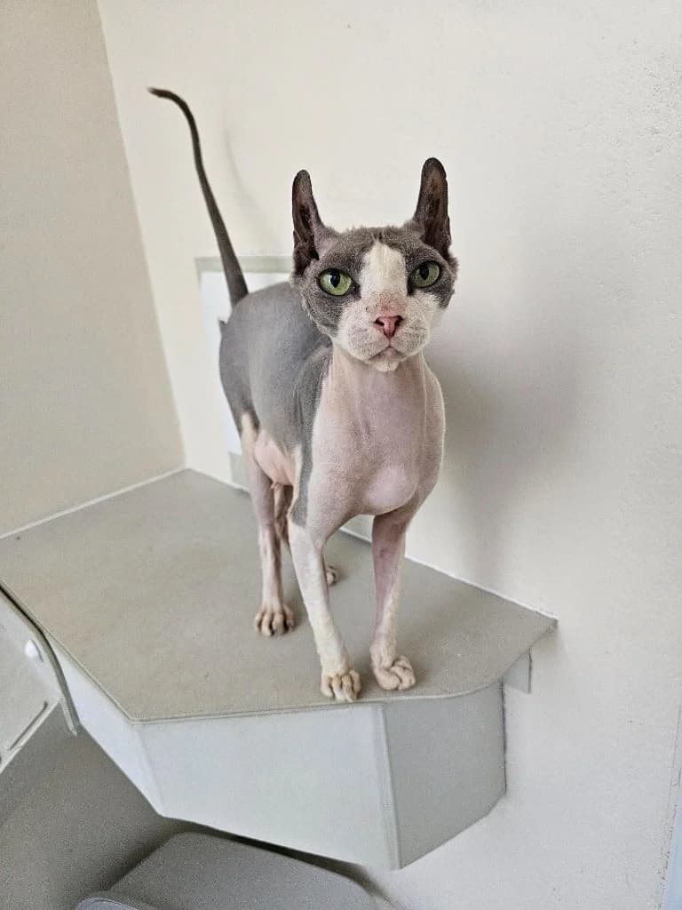 Cleo, female 4yo mixed breed for adoption at RSPCA Cornwall Branch, Saint Columb