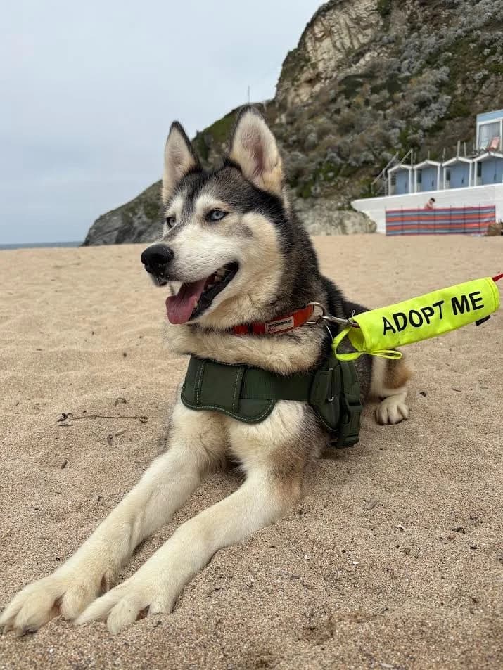 Shadow, female 3yo Husky for adoption at RSPCA Cornwall Branch, Saint Columb