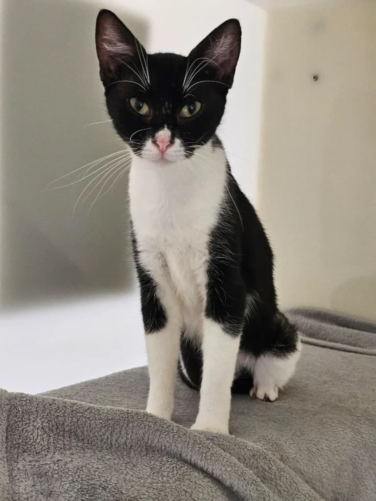 Bimini, female 3yo Mixed Breed Cat for adoption at RSPCA Cornwall Branch, Saint Columb