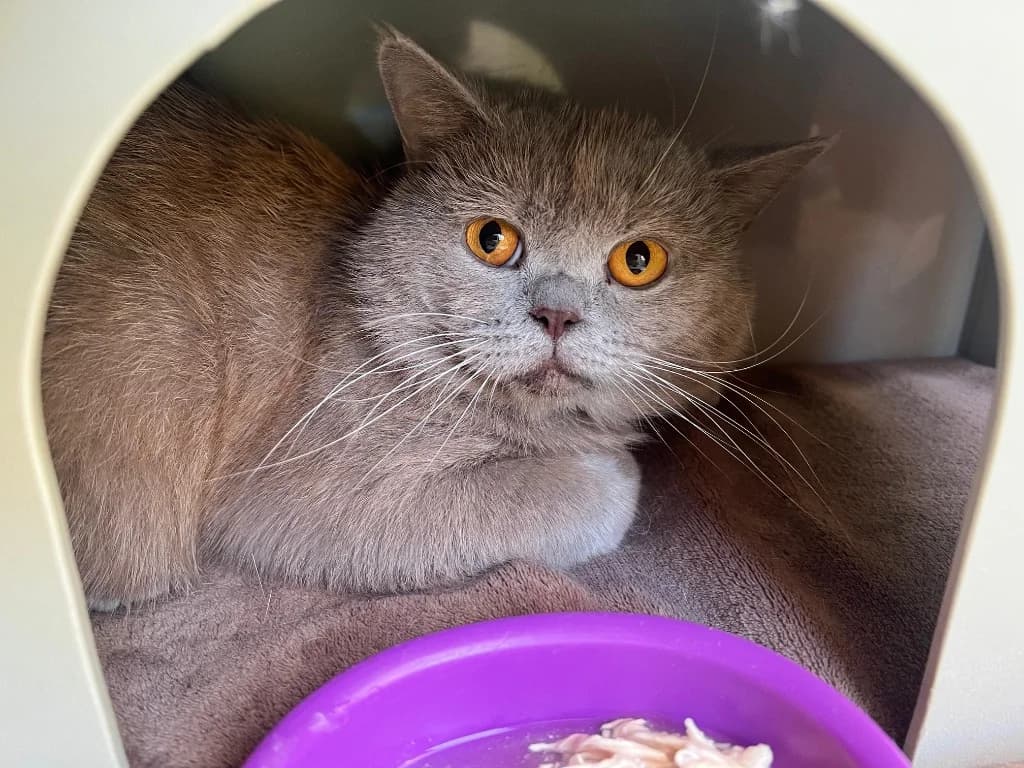Milo, male young British Shorthair for adoption at RSPCA Cornwall Branch, Saint Columb