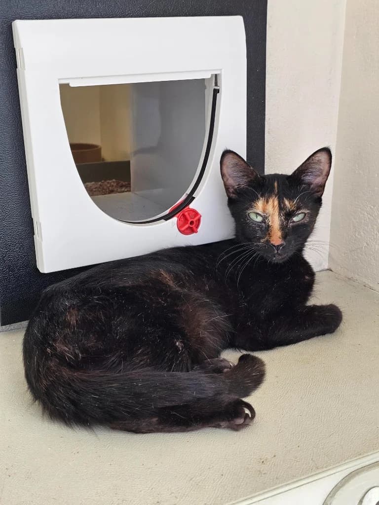 Izzy, female 3yo Mixed Breed Cat for adoption at RSPCA Cornwall Branch, Saint Columb