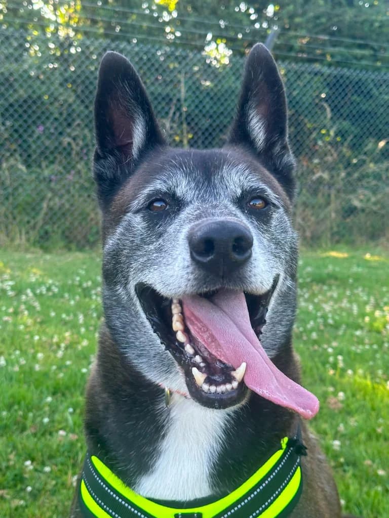 Bruno, male senior Husky for adoption at RSPCA Cornwall Branch, Saint Columb