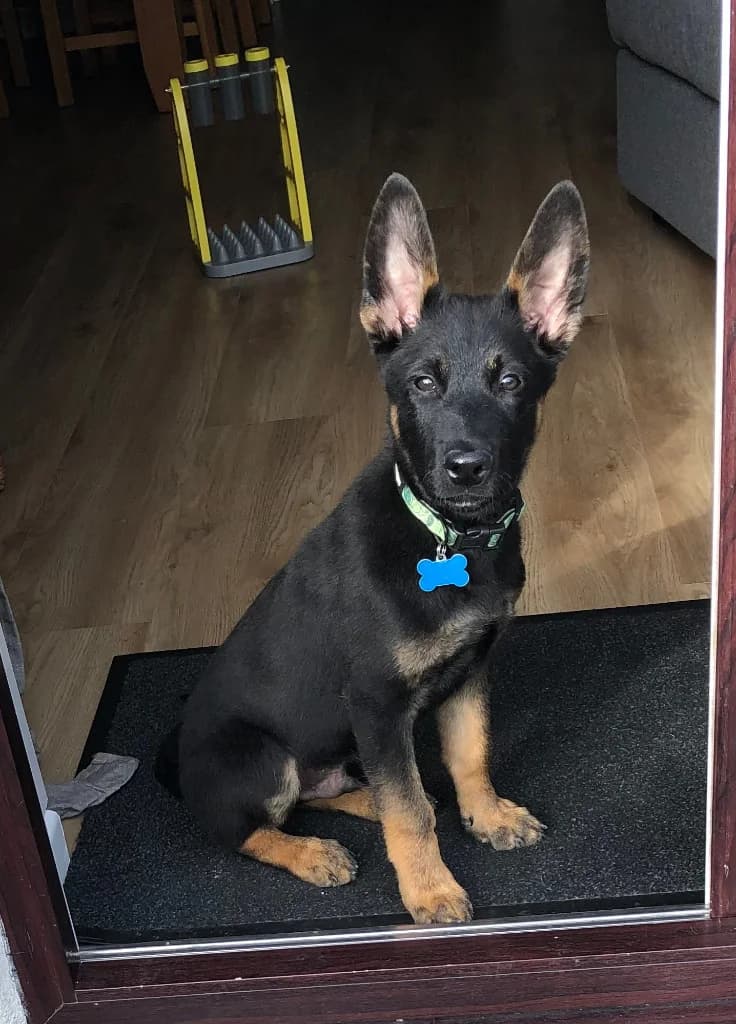 Messi, male puppy Collie for adoption at RSPCA Cornwall Branch, Saint Columb