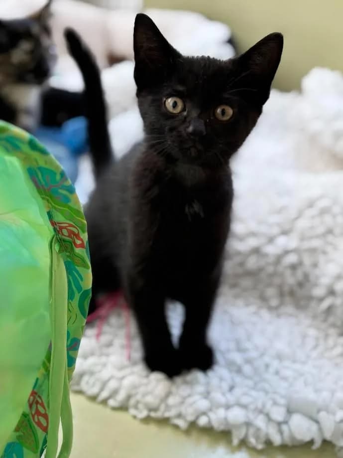 Daisy, female puppy Mixed Breed Cat for adoption at RSPCA Cornwall Branch, Saint Columb