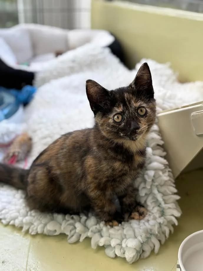 Rosalina, female puppy Mixed Breed Cat for adoption at RSPCA Cornwall Branch, Saint Columb