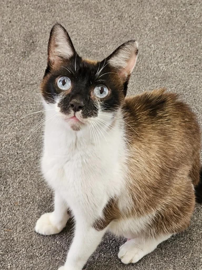 Narla, female 6yo Mixed Breed Cat for adoption at RSPCA Cornwall Branch, Saint Columb