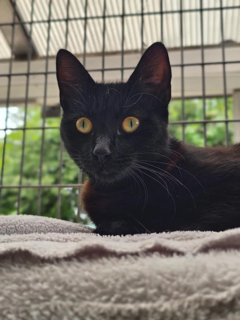Gooseberry, female young Mixed Breed Cat for adoption at RSPCA Cornwall Branch, Saint Columb