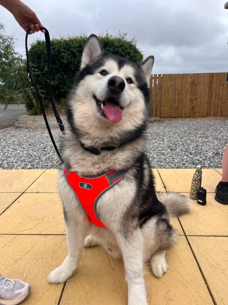 Murray, male 4yo Alaskan Malamute for adoption at RSPCA Cornwall Branch, Saint Columb